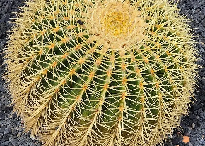 El Sonando/stylish/minutes From Swim Or Surf/well Equipped Lägenhet Cotillo