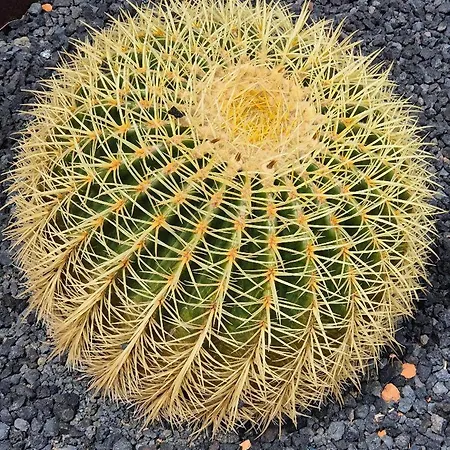 El Sonando/stylish/minutes From Swim Or Surf/well Equipped Apartamento Cotillo